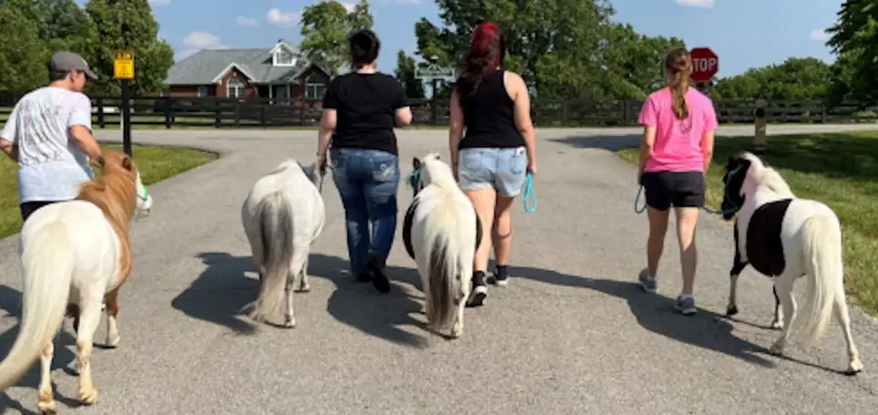 Walking our little horses