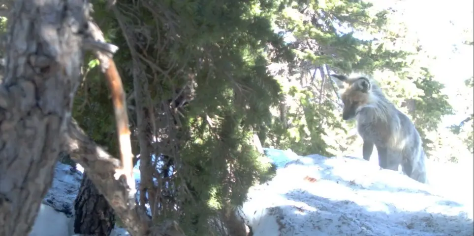 Hike Mt Hood and search for evidence of rare montane foxes