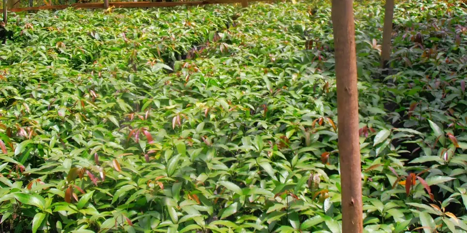 UGANDA: Farming Volunteering Project