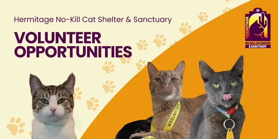 Explore the benefits of volunteering at one of the only cage free cat sanctuaries in the country.