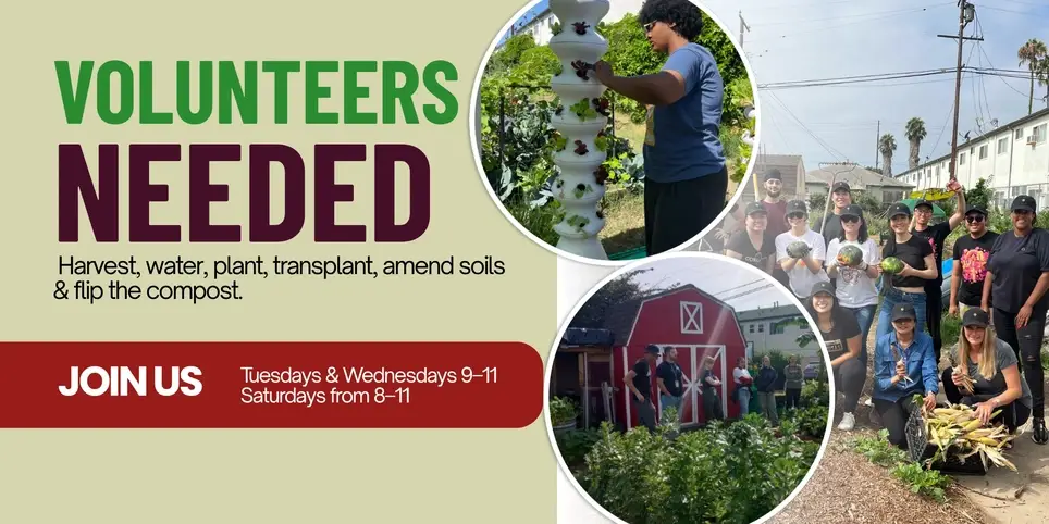 URBAN Farm Recovery Days — Volunteers Needed GROWING HOPE GARDENS