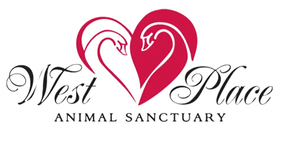 Direct Animal Care Volunteer