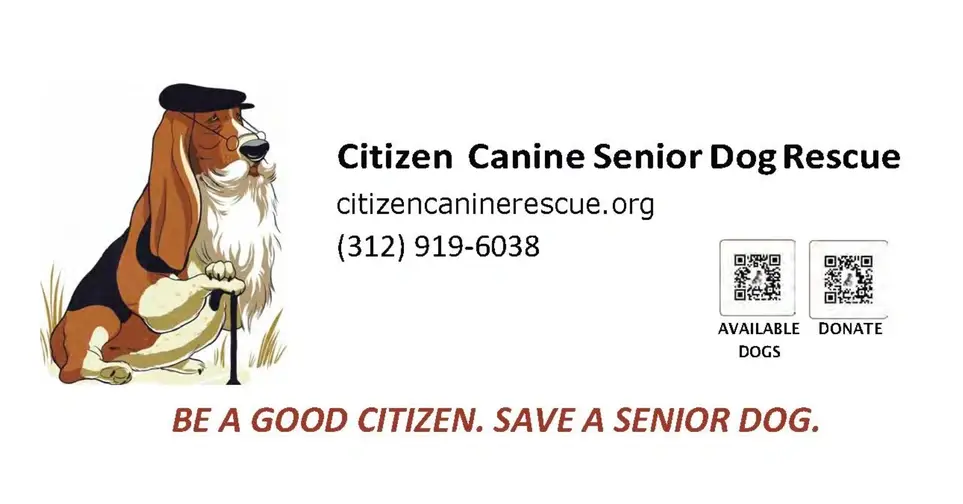 Join the Board of a Senior Dog Rescue