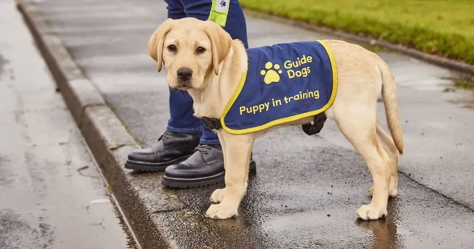 Puppy Raiser - Gloucester and Cheltenham