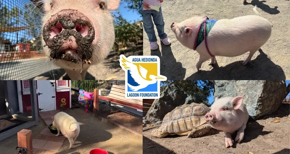 Mini Pig Care Volunteer
