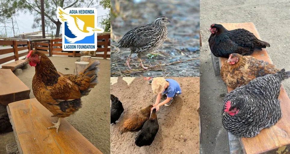 Chicken Care Volunteer
