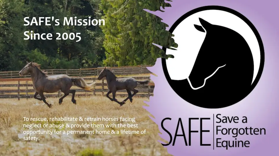 Horse Rescue - Barn Chores Volunteers Needed!