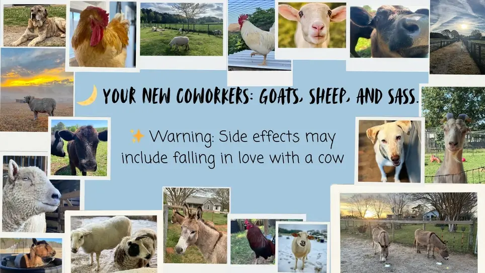 Weekly Volunteer Animal Caregiver