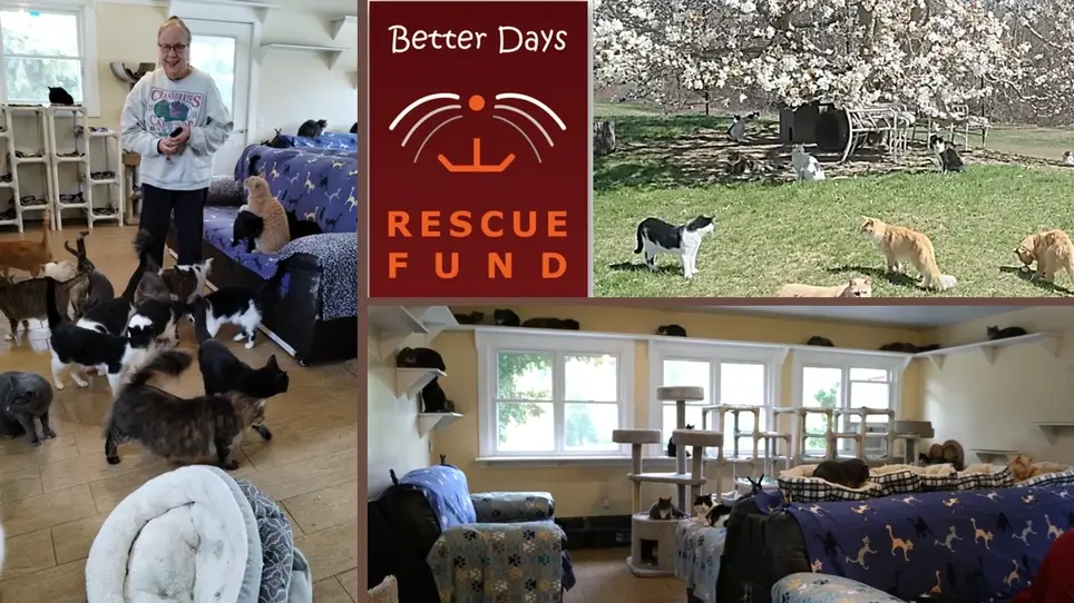 Weekend Cat Sanctuary Care Volunteer