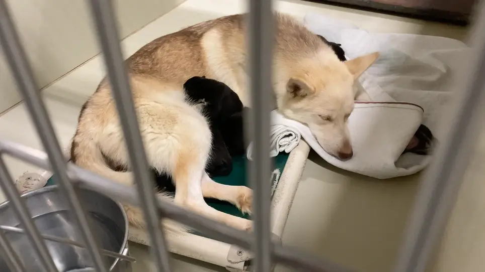 Help Save Dogs from Kern County Animal Services by Posting on Nextdoor