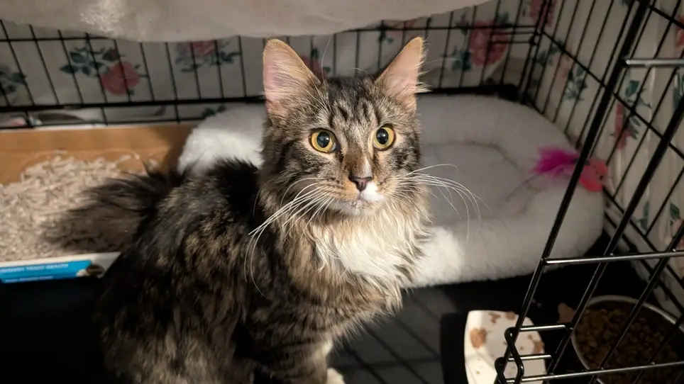 Save Cats from Euthanasia - Foster for 120 days!