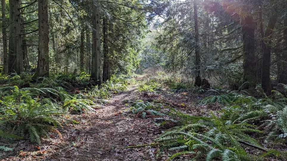 Patterson Creek Preserve Stewardship Day
