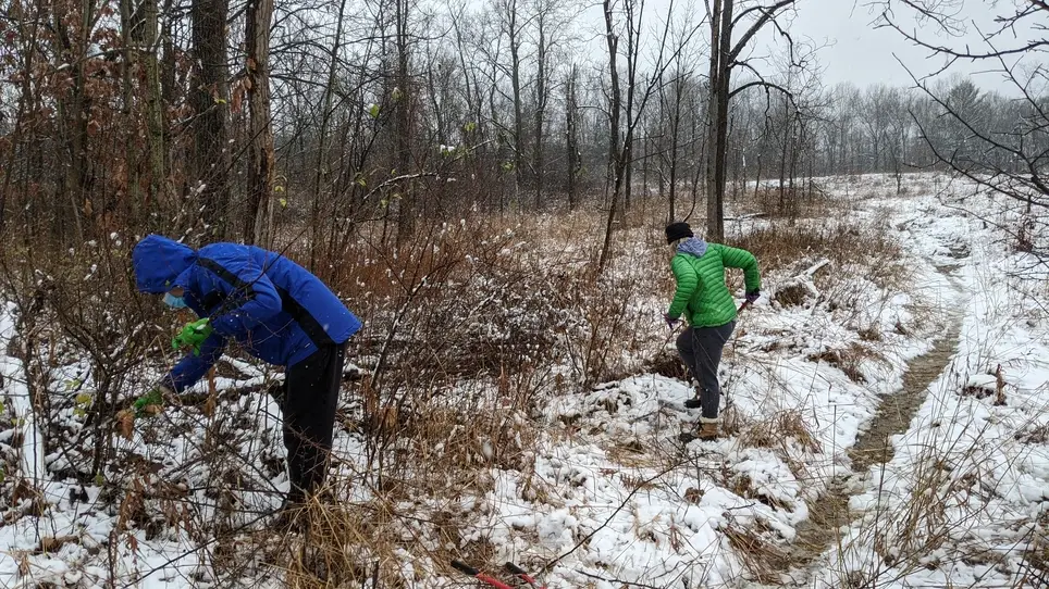Invasive Shrub Cutting Kuebler Langford Nature Area