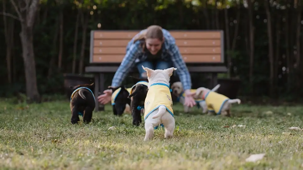 Help provide the next generation of future service dogs!