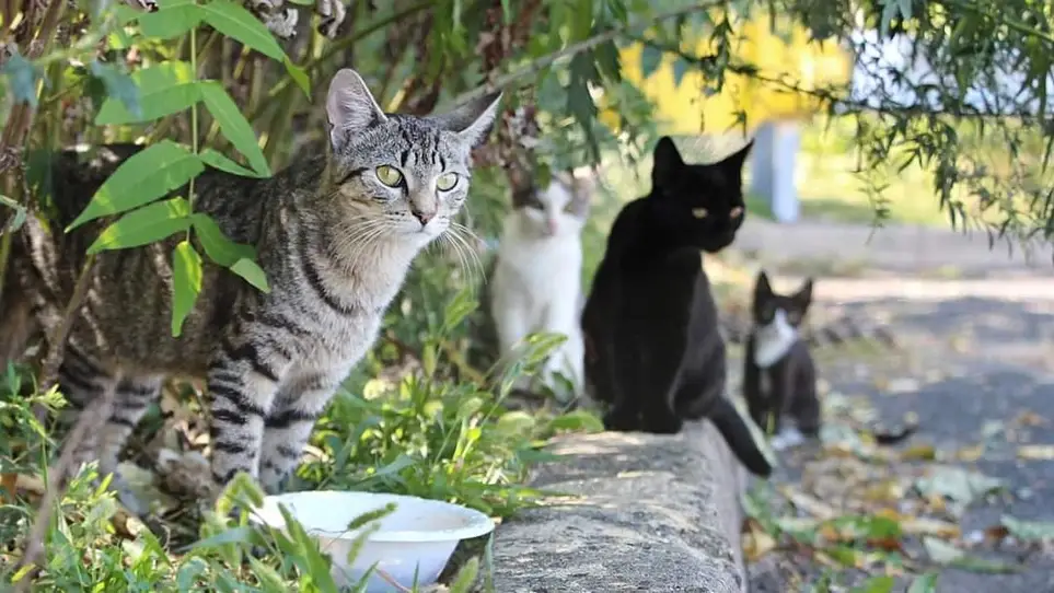 TNR Coordinator – Help Community Cats