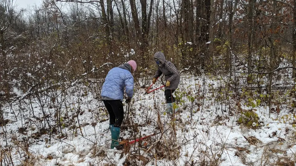 Invasive Shrub Cutting Stapp Nature Area