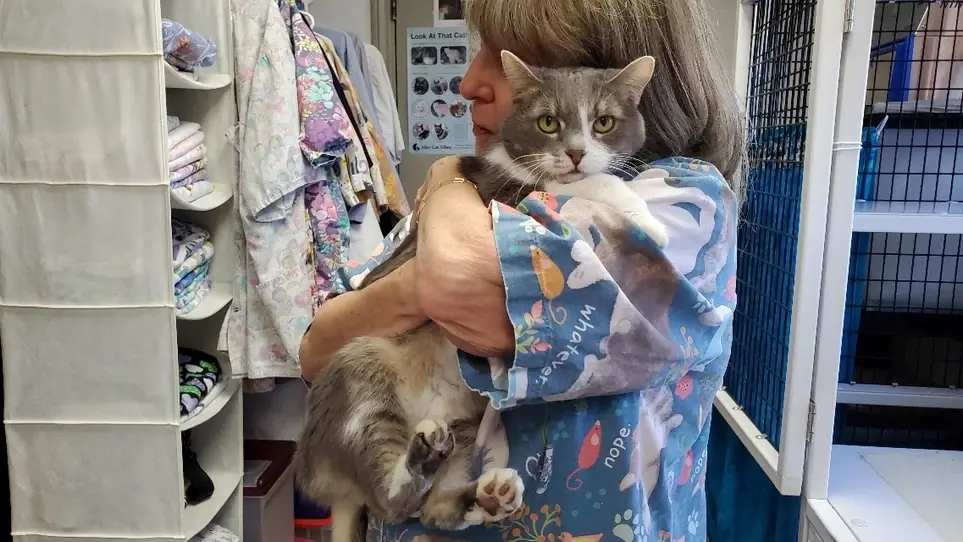 Cat and Kitten Caregivers