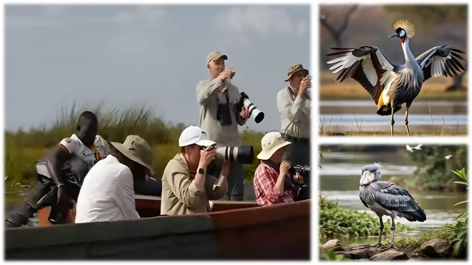 Wings & Crowns: Uganda's Birding & Cultural Odyssey