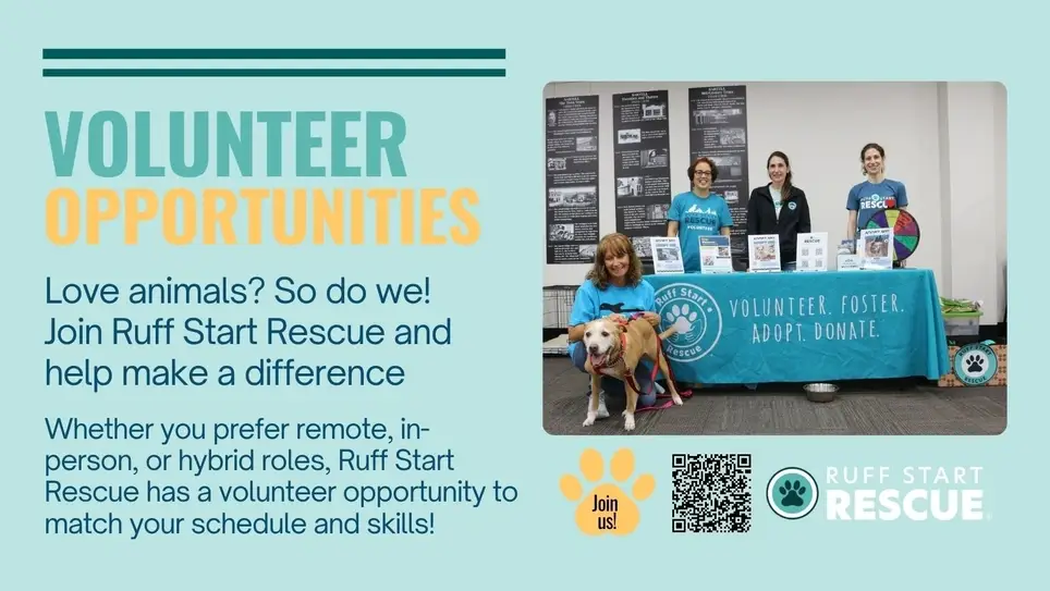 Heartworm Recovery Companion Volunteer