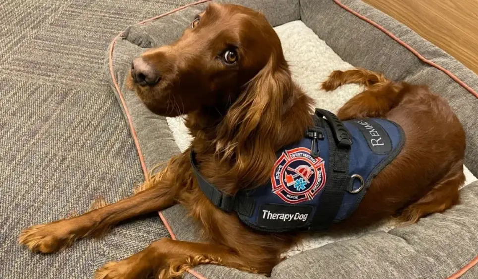 Therapy Pet Volunteers Needed