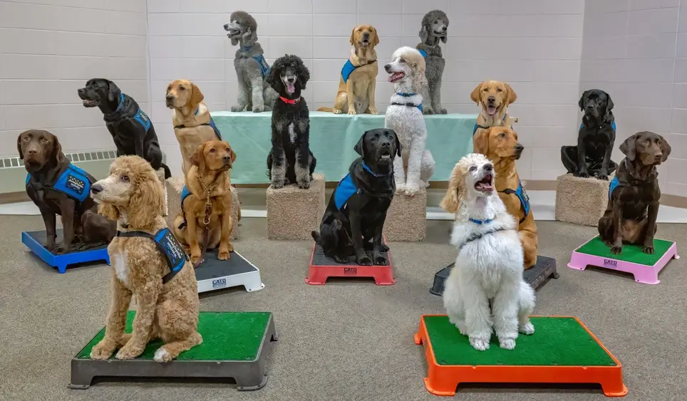 Volunteer Puppy Socializer for Future Service Dog