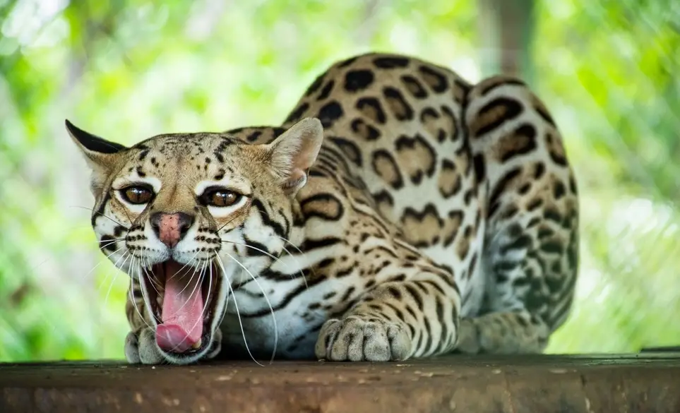 Volunteering at a wildlife rescue center in Guanacaste, Costa Rica