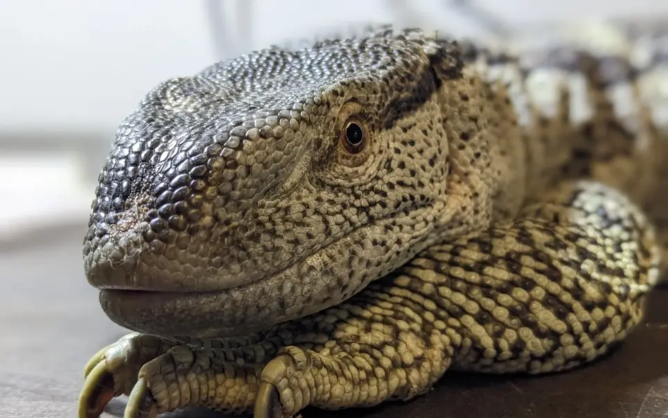 Reptiles, amphibians and social media