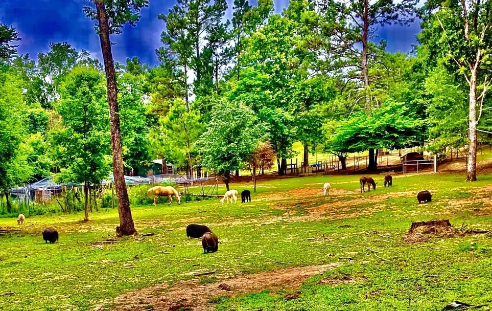 Voulunteer at Farm Animal Sanctuary