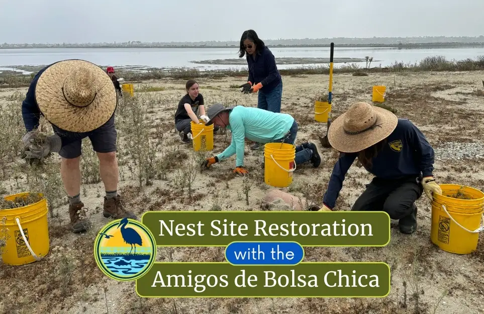 February Nest Site Restoration