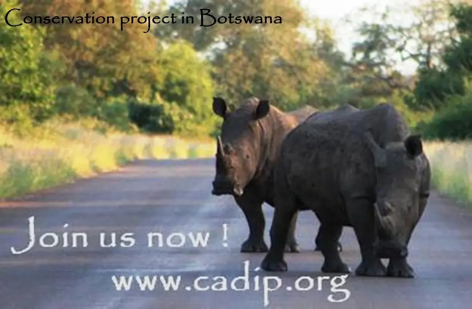Protecting the endangered rhinos of Botswana