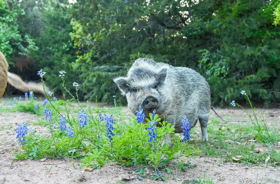 Volunteer Work Day - April 25th