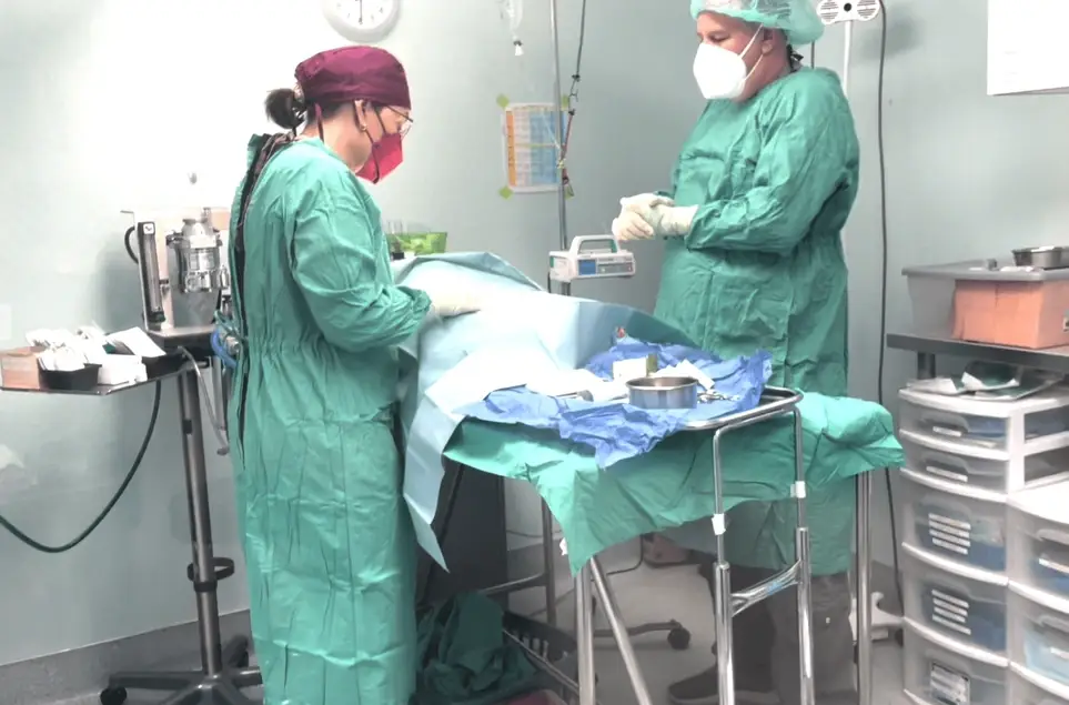 Cat Spay/Neuter Clinic - Surgical Instrument Sterilization