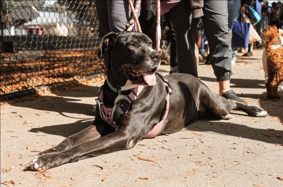 White County Pet Vaccine Clinic