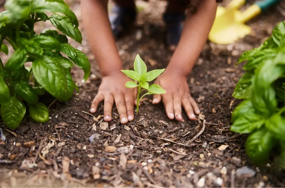 Greenhouse Operation and Early Education Project/Internship
