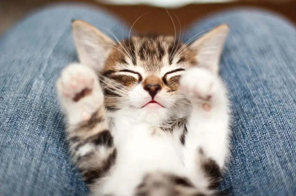 Care Cuddlers for Rescue Cats & Kittens Wanted