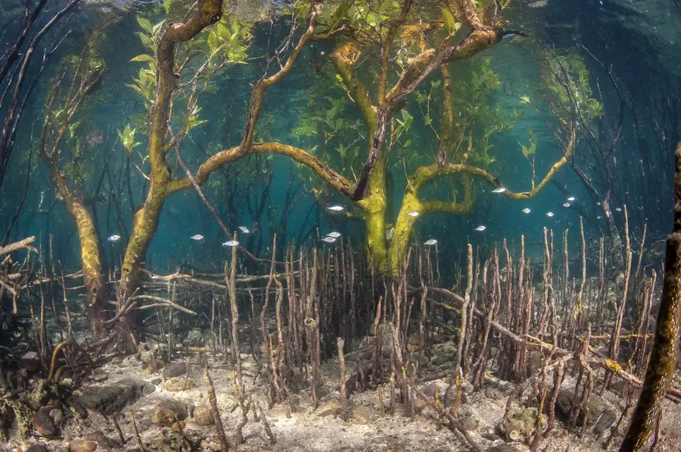 Asia Chapters Coordinator