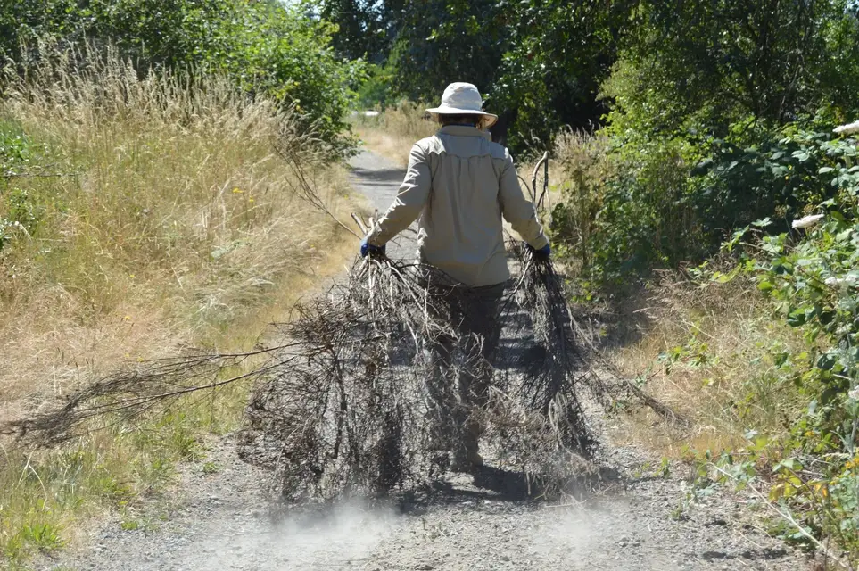 Wipe Out Pesky Weeds @ Wapato Hills - Join the Jan. 10 Stewardship Work Party!