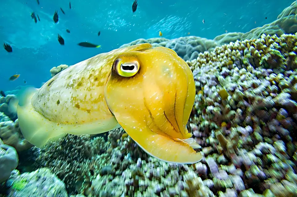 Help Protect Our Oceans — Digital Strategy Leader Needed (SEO, Google Analytics, Tag Manager)