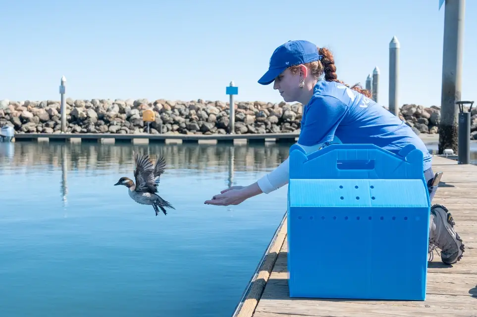 Wildlife Rehabilitation Internship Opportunities Available! International Bird Rescue-Fairfield