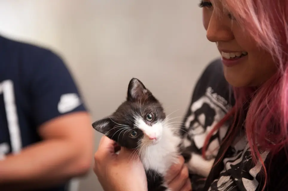 Feline Foster Program Coordinator