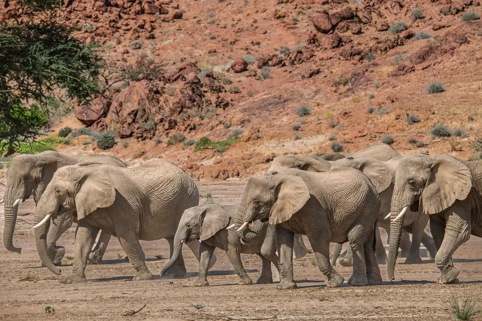 IRDNC Kunene Elephant Walk