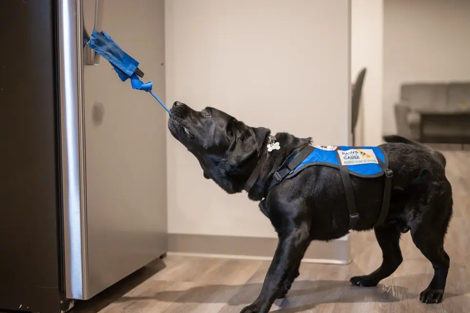 Assist the Canine Care Team