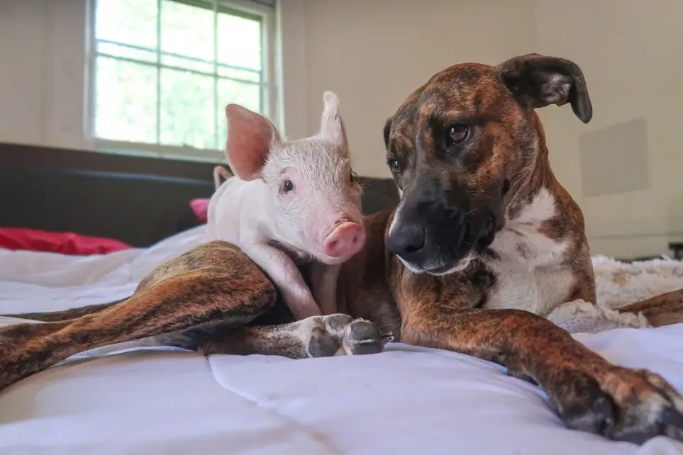 Farm Animal Sanctuary Care Team