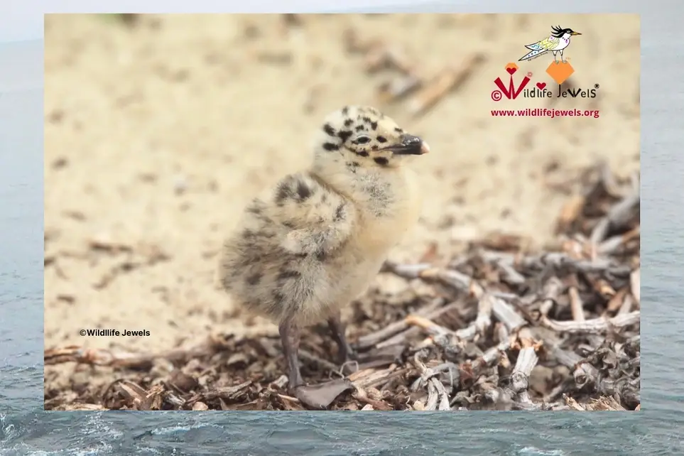 Wildlife Rescue Crew Volunteer – La Jolla