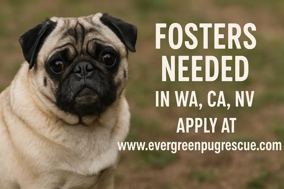 Fosters Needed in the Seattle area of Washington, Jurupa Valley/Los Angeles area of California and Las Vegas in Nevada