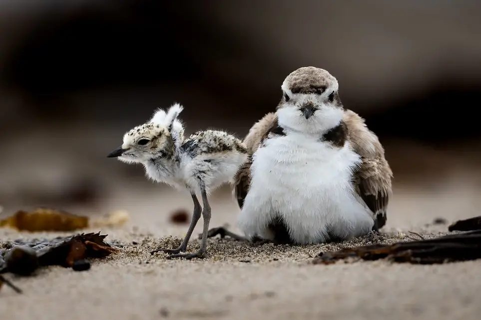 Help Protect Threatened Shorebirds!