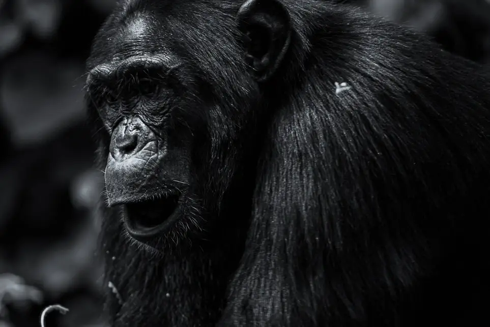 CHIMPANZEE CONSERVATION VOLUNTEER PROGRAM