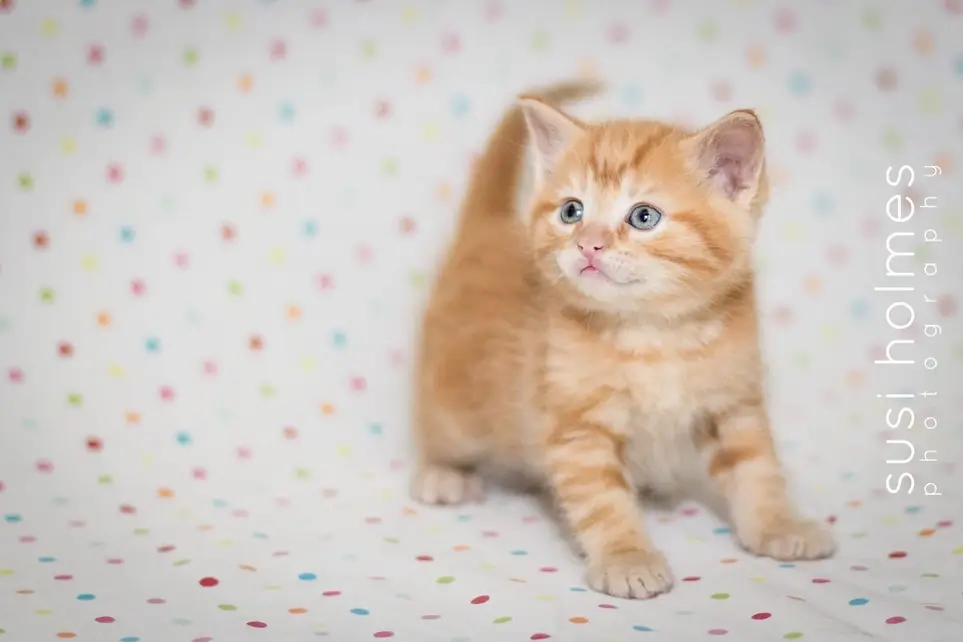 🎉 Seeking Passionate Leaders: Join Happy Cats Haven's Board of Directors