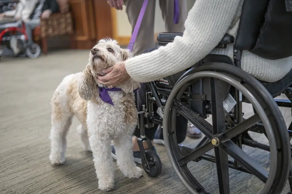 Pet Therapy Team