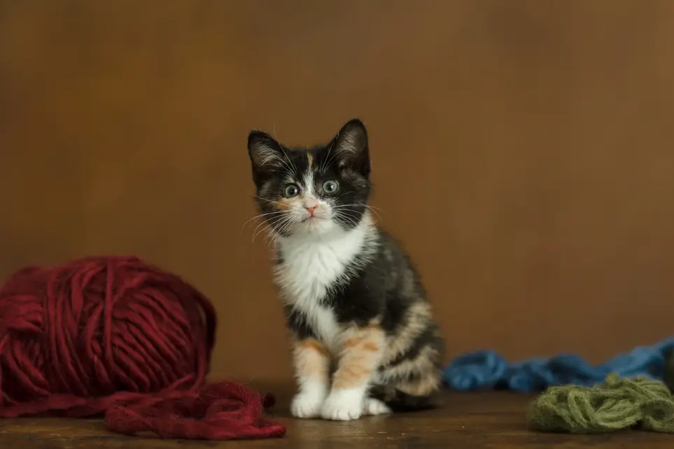 Remote Volunteer Kitten Livestream Moderator